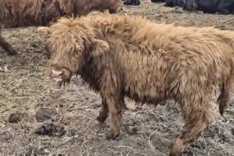 Alerte in Vaslui a fost confirmat un caz de rabie la o vaca Persoanele care au intrat in contact trimise la vaccinare