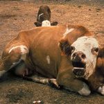 ALERTA la Husi Boala UCIGASO confirmata la bovine Animalele s au automutilat si au rupt coarnele si au MURIT in dureri insuportabile
