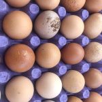 Oua confiscate de autoritati Avertisment produse periculoase pot ajunge pe piata