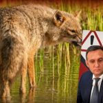 Alerta de rabie la Oltenesti DSVSA Vaslui a declarat zona infectata dupa ce un sacal infectat a atacat o femeie