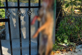 Atac surprinzator la Oltenesti O femeie de 41 de ani muscata de un sacal pe drumul satului