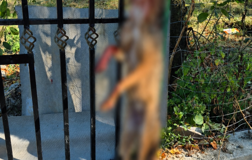 Atac surprinzator la Oltenesti O femeie de 41 de ani muscata de un sacal pe drumul satului