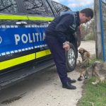 controale ale poli tiei animalelor in vaslui doua animale aflate in pericol confiscate de la proprietari si duse in adapost