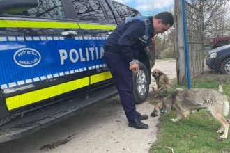 controale ale poli tiei animalelor in vaslui doua animale aflate in pericol confiscate de la proprietari si duse in adapost