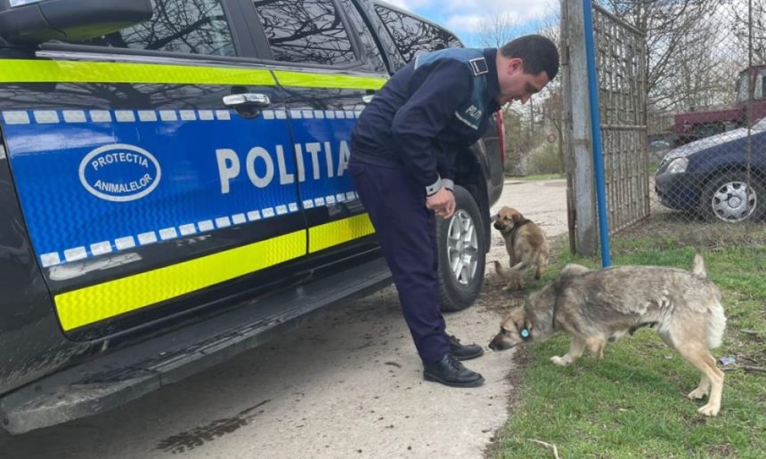 controale ale poli tiei animalelor in vaslui doua animale aflate in pericol confiscate de la proprietari si duse in adapost