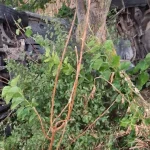 Accident la intrarea în Ivești: un autoturism a ieșit de pe șosea și s-a izbit de un copac
